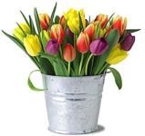Tulips in Tin - Assorted Colors